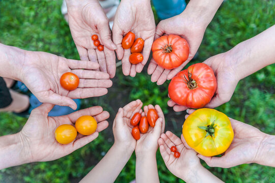 Hands of five people holding various sorts of tomatoes