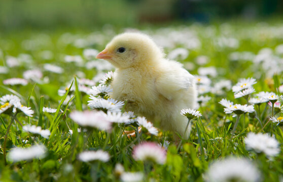 Austria, Baby chicken in meadow, close up