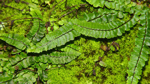 A carpet of mosses and ferns of the genus Asplenium trichomanes, typical of damp areas.