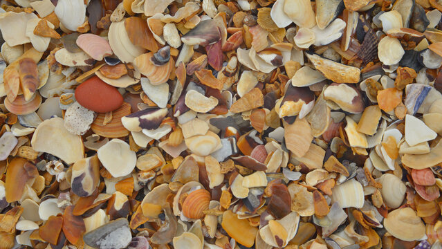 Extract of shellfish shell debris accumulated by the tides on the seashore.