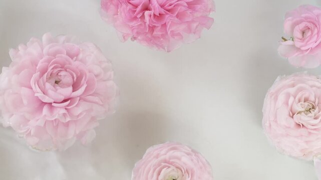 Floating ranunculus flowers and petals on calm water surface creating spa floral design for beauty branding, soft composition enhances wellness and skincare marketing visuals. 