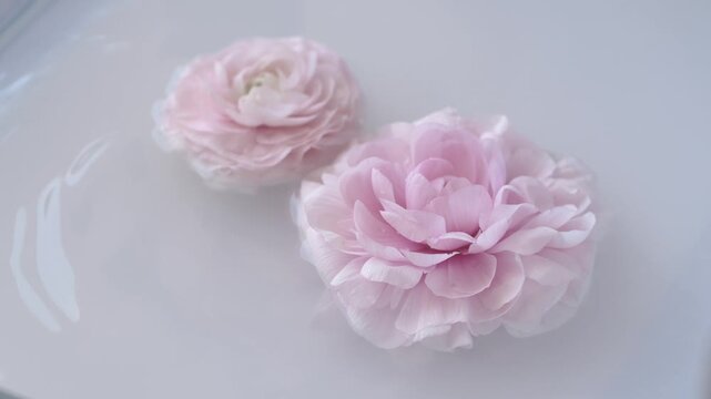 Pink ranunculus flower floating in milky water with slow motion drops creates luxury spa atmosphere for skincare branding, wellness campaigns and premium cosmetic advertising visuals. 