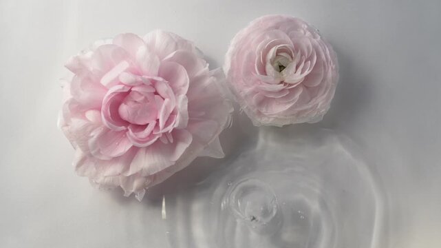 Slow water drops over pink ranunculus and petals forming elegant floral beauty concept for spa campaigns, calming liquid motion emphasizes hydration and wellness atmosphere. 
