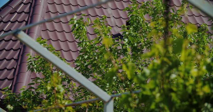 House roof behind green garden foliage