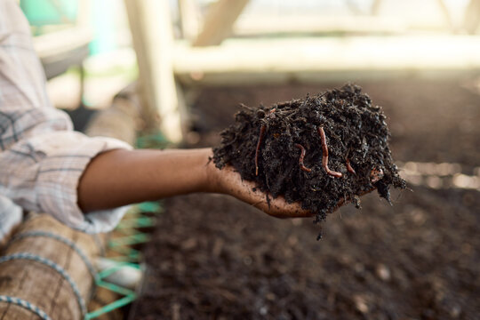 Farmer, hands or soil with worms for nutrition, quality control or biodiversity on farm. Person, agriculture or earthworms in fertilizer for ecosystem growth, processing compost or nitrogen rich dirt