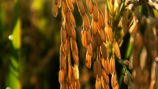 color gradation of the details of the rice grains that are starting to fill out