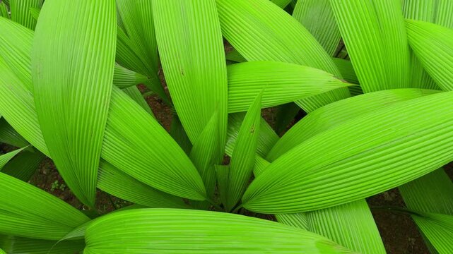 Lush green tropical palm leaves with distinctive parallel ribbed texture radiate from central stems. Vibrant lime colored foliage creates natural pattern over brown soil ground.