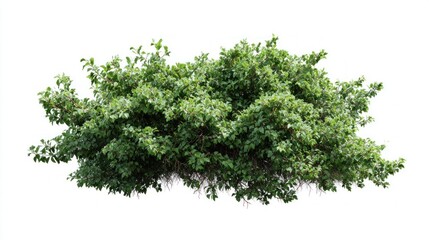 Obraz premium Lush green deciduous shrub with dense foliage and visible branches against a white background
