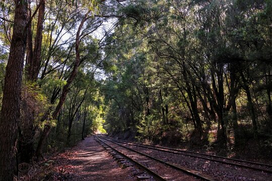 Railway track in Karri, Marri, and Jarrah forest in South West Western Australia. Near Pemberton. Railroad, rail line, train, tramline, tramway. Background with copy space