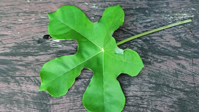 Fig leaves, Fig leaves on a wooden board.