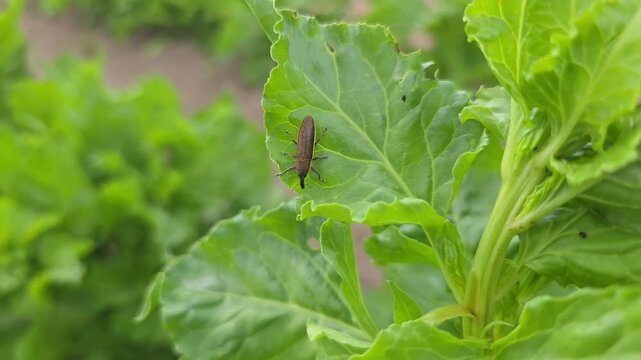 Charan&ccedil;on Lixus juncii observ&eacute; sur un plant de betterave lors d&rsquo;une inspection agricole des cultures sensibles aux ravageurs