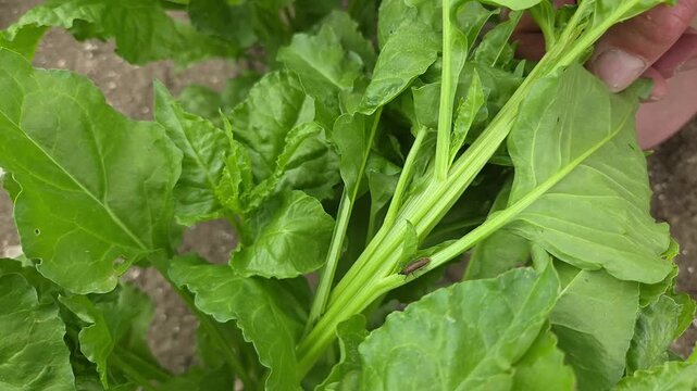 Charan&ccedil;on Lixus juncii observ&eacute; sur un plant de betterave lors d&rsquo;une inspection agricole des cultures sensibles aux ravageurs