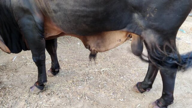 Cow in Lyari Karachi cattle market infected with parasites looking stressed and confused during Eid season Pakistan