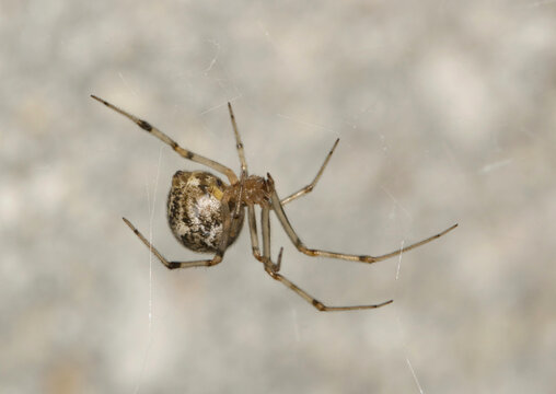 Brown Widow Spider Latrodectus geometricus arachnid web nature pest control concept.