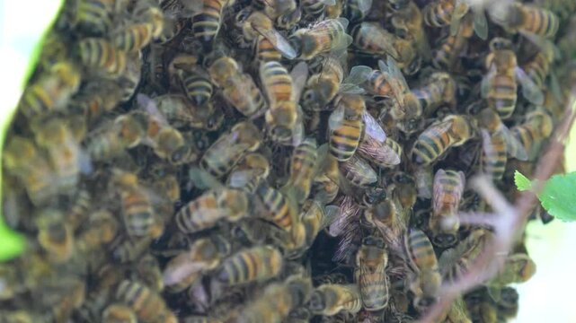 Swarm of Honey Bees 4K Macro Video: Close-Up of Wild Bee Colony in UK Tree