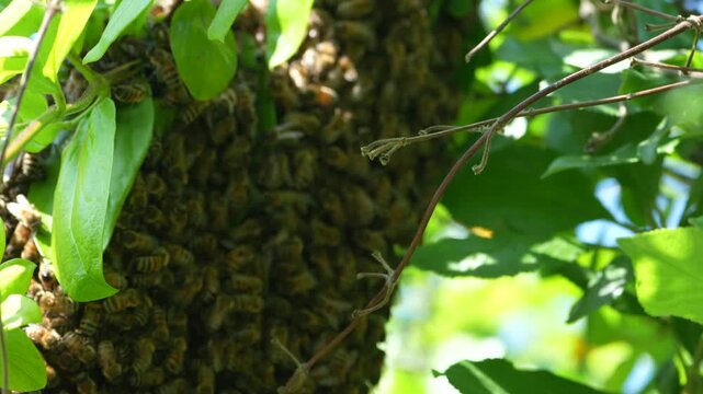 Swarm of Honey Bees 4K Macro Video: Close-Up of Wild Bee Colony in UK Tree