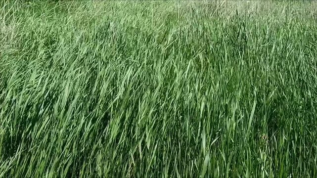 Green grass background. Lush green grass field waving in wind, countryside pasture landscape. Agriculture farming backdrop, organic forage growth, harvest concept.