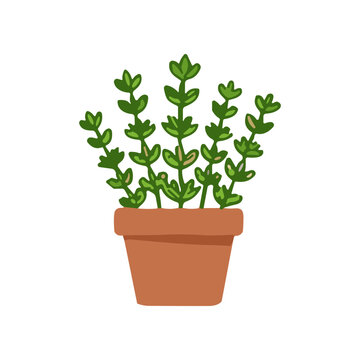 Green plant in a pot.
