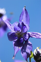 Ancolie des Alpes Aquilegia alpina bleue sur fond bleu © Patrick Stoltz