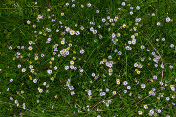 Bright and vibrant Bellis perennis blooming abundantly in a lush green lawn during spring under clear skies © Oleh Marchak
