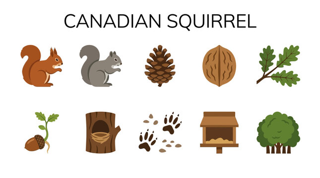 Canadian Squirrel and Forest Elements Collection