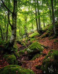 Fototapeta premium A serene forest scene with mossy rocks and trees