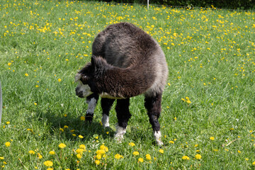 Fototapeta premium alpaka tier natur lama