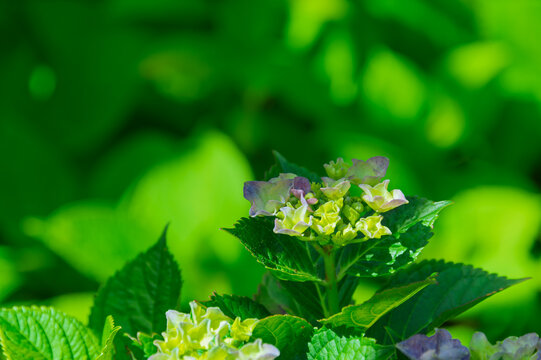 Close up of budding hydrangea flowers opening in early summer with vibrant green leaves background