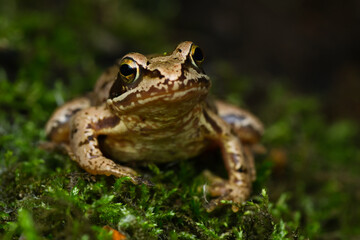 Naklejka premium Isolated close-up of a European grass frog resting on forest moss | Rana temporaria