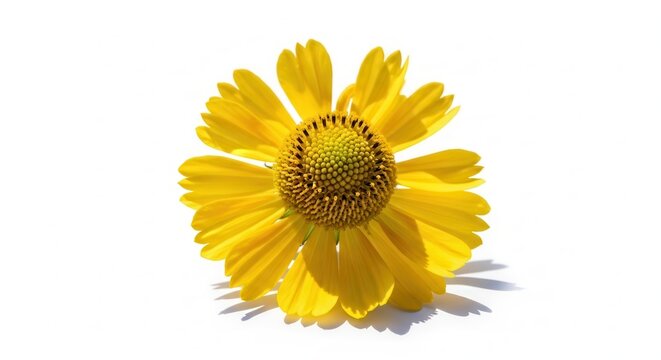Bright Yellow Helenium Flower Isolated on White Background Studio Shot.