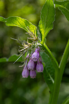 Common comfrey blooms with purple flowers showcasing delicate beauty in a lush green environment during springtime growth