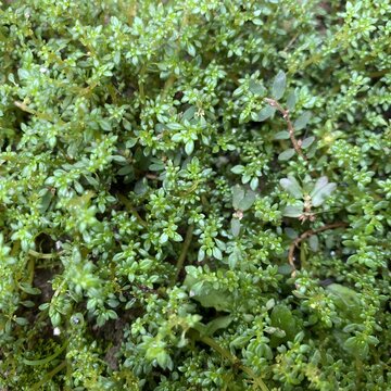 Pilea microphylla plant leaves background texture. Artillery fern dense green foliage backdrop for natural theme design.