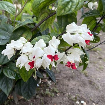 Bleeding heart vine flowers close up with green leaves background. Clerodendrum thomsoniae plant blooming with white calyx and red petals in the garden.