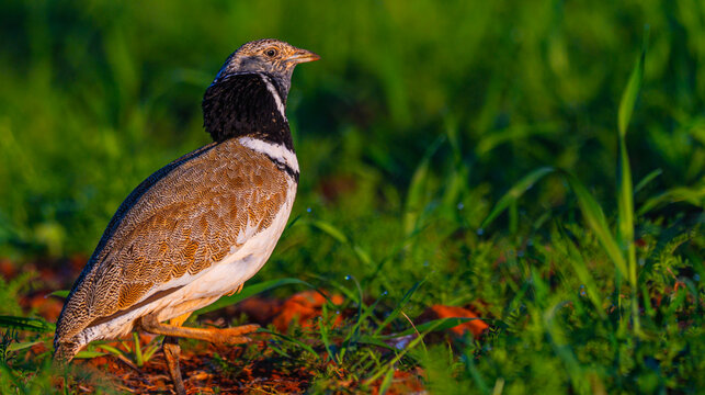 Little Bustard, Bustard, Tetrax tetrax, Mediterranean Forest, Castilla La Mancha, Spain, Europe