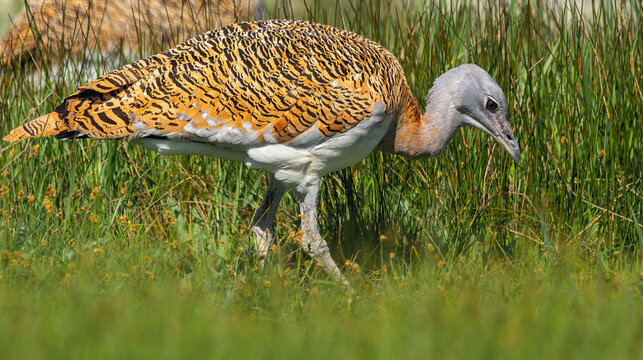 Great Bustard, Otis tarda, Lagunas de Villaf&aacute;fila Natural Reserve, Natura 2000, Zamora, Castilla y Le&oacute;n, Spain, Europe