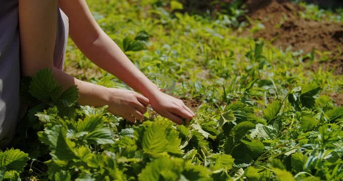 Person harvesting strawberries in sunny garden