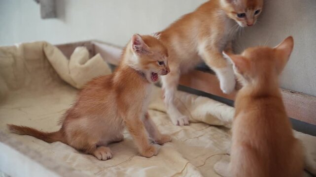Orange Kittens Playing Together on Cushion in Indoor Setting