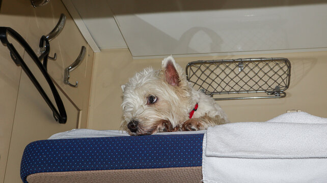Cute West Highland White Terrier dog rests on bunk bed in train compartment during travel