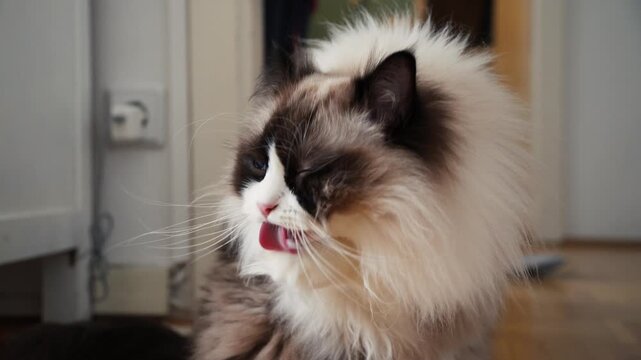 Long Haired Cat Grooming in Indoor Close-Up Slow Motion