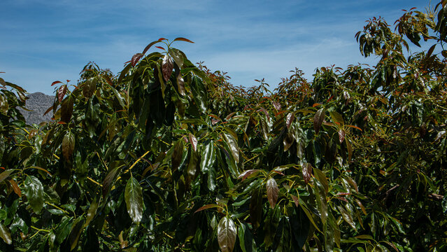 Young leaves of an avocado tree stretch toward a blue sky with clouds in a sunny location during daytime