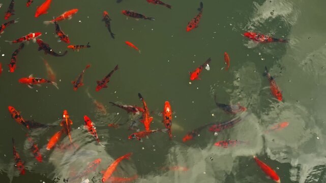 Red Koi Fish Swim In Pond, Vibrant Orange And Black Carp Glide Beneath Mirrored Surface, Gentle Ripples
