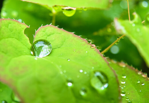 雨上がりの光を浴びてきらめく葉の上の水滴　Water droplets on a leaf sparkling in the light after rain