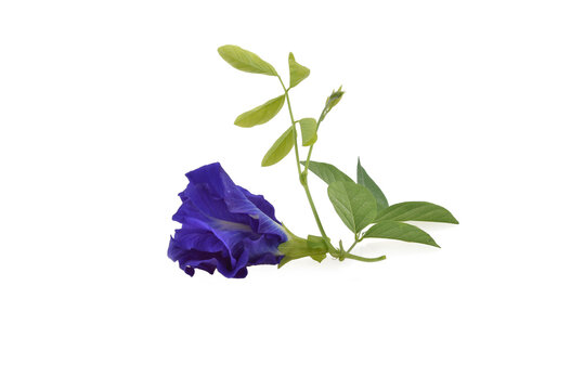 Butterfly Pea flower isolated on white background.