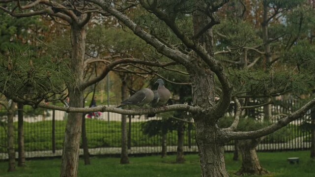 Two Pigeons Perched On Pine Branch Amid Park Railing, Close Body Contact, Urban Greenery, Soft Chatter,