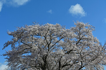 Naklejka premium Magnificent cherry blossom tree blooming in full bloom against a clear blue sky, spring landscape in Fukushima, Japan