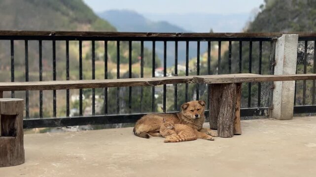 Cat and dog resting together on cafe terrace in Dong Van Ha Giang Vietnam overlooking valley village and dramatic limestone mountain landscape