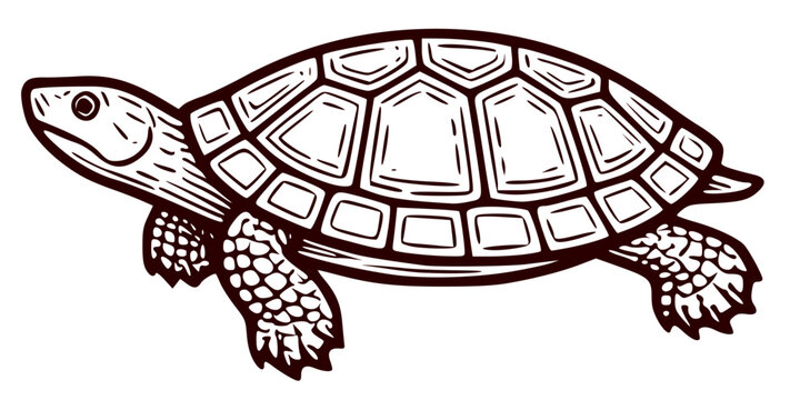 Detailed graphic profile of a turtle on a white background