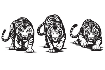 Stark black and white tiger vector set, powerful prowling tiger illustrations, fierce wild cat mascot graphics for sports and apparel design © jutt