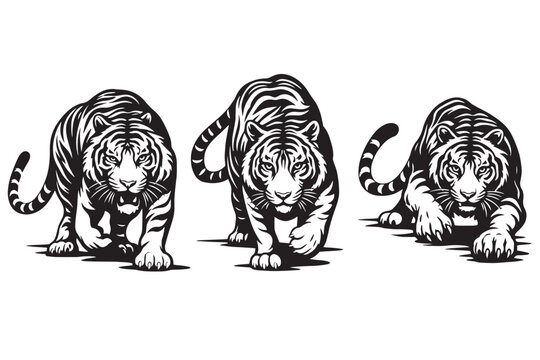 Stark black and white tiger vector set, powerful prowling tiger illustrations, fierce wild cat mascot graphics for sports and apparel design