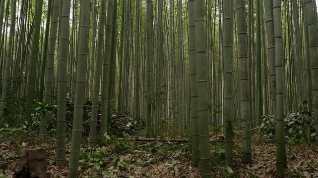 Dense bamboo grove with tall green stalks rising from a leaf covered forest floor in Japan